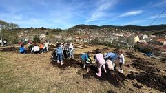 Escolares de Ponte Caldelas plantando rboles en el monte comunal de Cuas