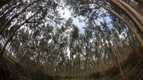 Imagen de archivo de eucaliptos en un monte del sur de Galicia.
