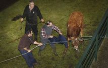 Los tratantes de ganado y empleados del matadero recogieron al animal en el instituto. 