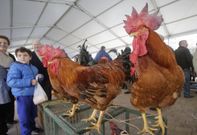 La vig�simo cuarta edici�n de la Feira do Galo en Arteixo estuvo muy animada. 