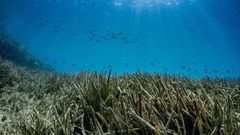 Imagen de un fondo marino en M&aacute;laga.
