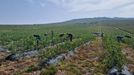 Una de las plantaciones de arndanos que hay en A Veiga. 