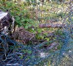 La valla exterior del albergue qued� destrozada por los jabal�es.