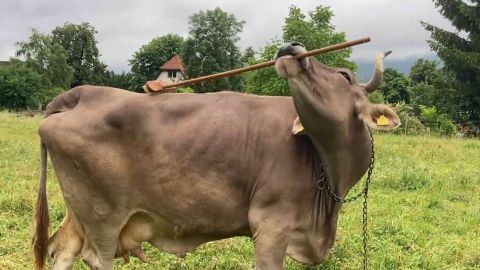 Ver&oacute;nika, la primera vaca que sabe usar herramientas