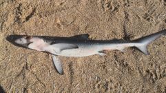 Cr�a de quenlla que apareci�  muerta en A Lanzada, en Sanxenxo, en una imagen de archivo