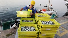 Un pesquero descargando sardina en vspera de san Juan del ao pasado en Cambados