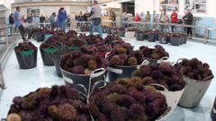 Subasta de erizo en Agui�o