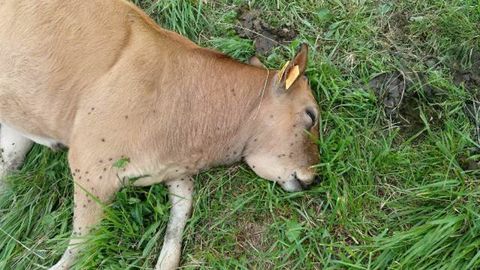 Xato muerto por picadura de av�spa en la papada