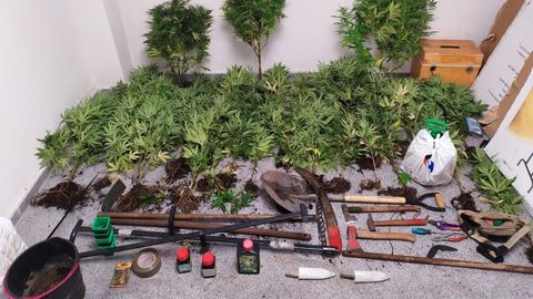 Plantas de marihuana incautadas por la Polic�a Local de Oviedo