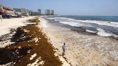 Una persona camina por una playa de Canc�n cubierta de sargazo.