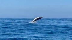 Ballenas en las C�es