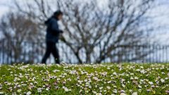 Una t�mida primavera llega a A Coru�a