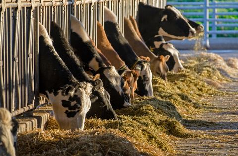 El compuesto de macroalas se utilizar� como pienso para alimentaci�n animal