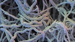 Bacterias que producen antibi�ticos