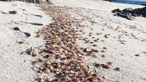 Arribada masiva de cangrejos patexos a Ons