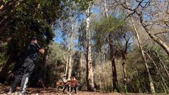 Expertos recomiendan para O Av�, de 68 metros y 150 a�os, una <span lang= gl >�morte digna e en p�</span>