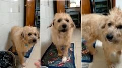 La nueva vida de Truco