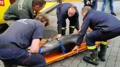 Aparece muerto el delf�n de Llanes