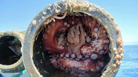 Pulpo desovando dentro de un cacharro, un tipo de arte prohibida en Galicia.