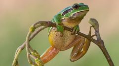 Algunas de las ranas del r�o Umia en Caldas