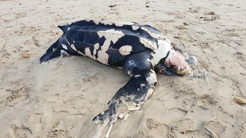 Una tortuga la�d en la playa de Xag�
