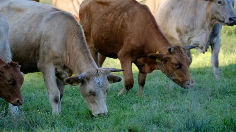 Imagen de unas vacas pastando