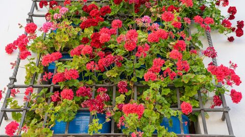 Los geranios son una flor ideal para el verano pues soportan altas temperaturas y la escasez de agua
