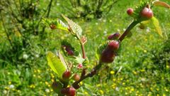 Lucha contra la avispilla del casta�o