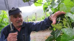 La alta pluviometr�a propicia una eleva incidencia del mildiu en los vi�edos de Galicia