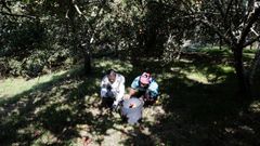 Jornaleros apa�ando este lunes manzanas ca�das en una finca en San Pedro, Viveiro