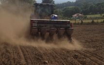 Trabajo de resiembra de ma�z en una finca totalmente seca donde se perdi� la primera sementera. 