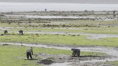 Foto de archivo de mariscadores furtivos en A Malata
