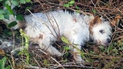 Perro atrapado en un matorral en Oviedo