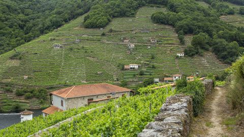 Los viedos dominan el paisaje en las tierras que cruza la ruta