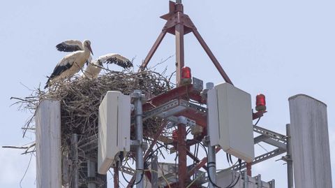 Las cig�e�as okuparon una torre de telefon�a en el centro de Ordes, donde cr�an a sus polluelos