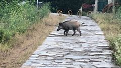 Imagen de un ejemplar de jabal� subiendo desde A Malata a Canido en el mes de septiembre.
