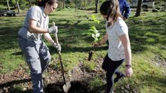 Alumnos de Carril plantan carballos y casta�os en Fontefr�a