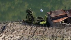 Vi�edo en Ribeira Sacra
