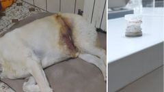 Herida de Otto tras la operaci�n y el taco de pl�stico que le extirparon