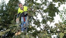 Pepe Su�rez, ayer, recogiendo higos en su finca de Sof�n, disfrutando de los primeros momentos de la jubilaci�n.
