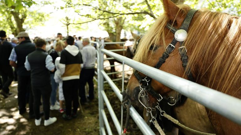 Feira de cabalos en Mondo�edo, en As Quendas
