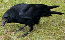 O cuco real e corvo pequeno mante�en una particular forma de simbiose