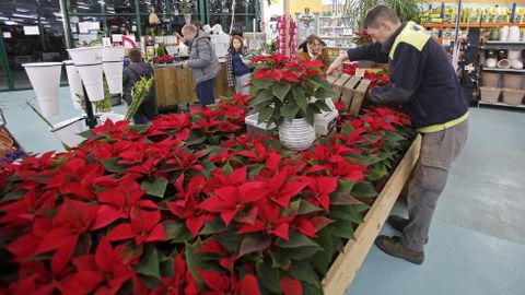 Navidad en Viveiros O Pi�eiro