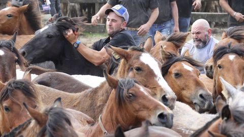 Los caballos, acorralados en el curro por los besteiros