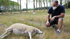 Los lobos matan 20 ovejas en una explotaci�n de Sarria