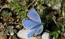 Las mariposas europeas se han adaptado mejor que las aves al cambio de las temperaturas.
