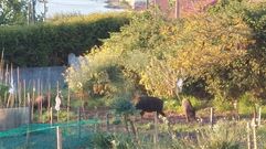 Varios ejemplares de jabal durante su incursin por una finca de Canido, en foto de archivo.