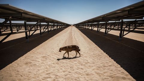 Un perro camina entre paneles solares durante la inauguraci�n de una planta en Egipto