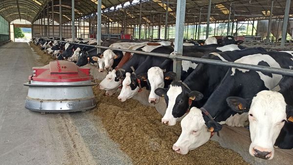 Un robot arrima la comida a las vacas en una granja de leche en foto de archivo
