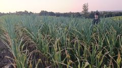 Estragos provocados por el calor en campos de ma�z de Mazaricos